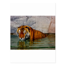 tigersimma vykort