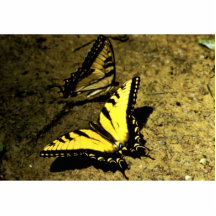 TigerSwallowtail fjäril Acrylic Cut Out