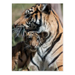 Tigerunge Vykort