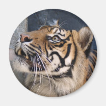 Tigervägg Magneter