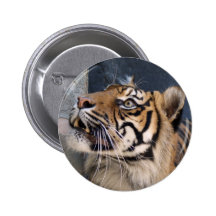 Tigervägg Nål
