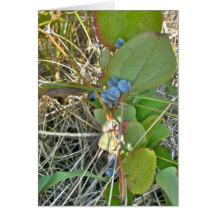 TjurBriar (Smilaxrotundifolia) & bärVine Hälsnings Kort