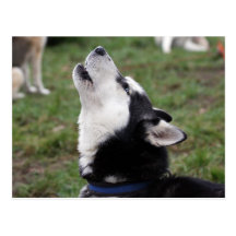 tjuta huskyen vykort