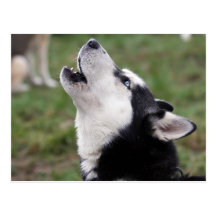 tjuta huskyen vykort