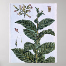 Tobakväxten, pläterar 7, från 'samlingen Precieuse Print