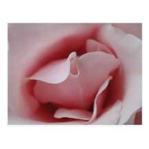 Tomma vykort för rosa roskyss