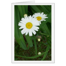 Tomt daisykort
