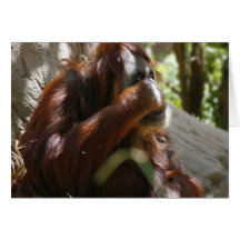 Tomt kort, Oran-Utan