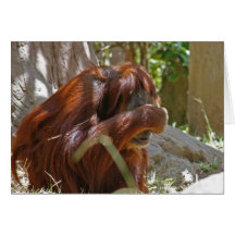 Tomt kort, Oran-Utan