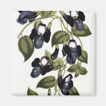 Torenia Asiatica pulcherrima Kylskåpmagneter