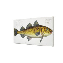 Torsk (Gadus Morhua) pläterar LXIV från 'Ichthyolo Sträckt Kanvastryck