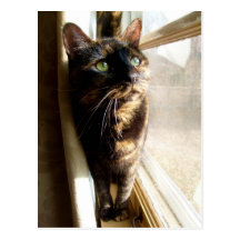 Torti katt på vykort