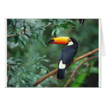 Toucan Hälsnings Kort