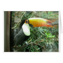 Toucan Kort