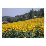Tournesols 4 kort
