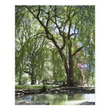 Träd i vår 20" x 16" fototryck