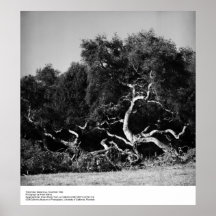 Träd Near Santa Cruz, 1962, vid Ansel Adams Posters