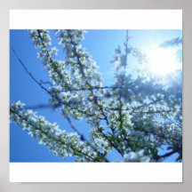 Trädblommor Affisch