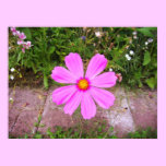 Trädgårds- Flower-1-poster affischer