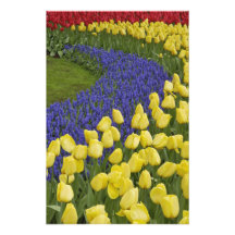 Trädgårds- mönster av druvahyacintblommor och fotontryck
