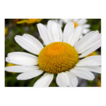 Trädgårds- visitkort för daisy