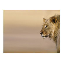 Transfrontier Kgalagadi parkerar, nordlig udd Vykort