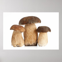 tre Edulis champinjoner för Boletus Affischer