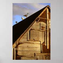 Tre fiskmåsar print