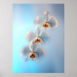 Tre orchids affischer