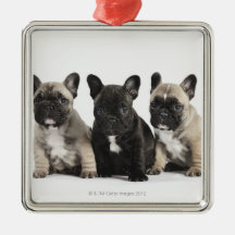 Tre Pedigree valpar Jul Dekorationer