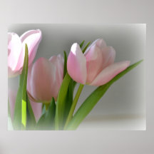 Tre rosa tulpan affisch