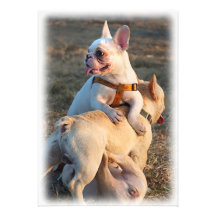 Tre unga bulldoggar har rolig brottning! inbjudan