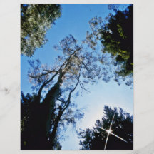 Treetops Whaka skog, Rotorua, norr ö Flygblad Designs