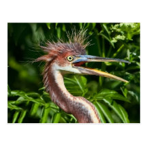 Tri-färgad Heron med vykortet för dåligahårdag
