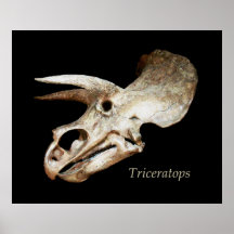 Triceratopsskalleaffisch