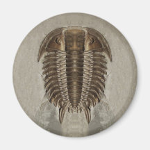 Trilobite fossilmagnet kylskåpmagneter