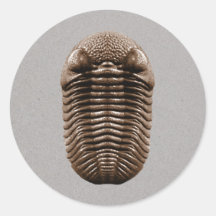 Trilobite klistermärke