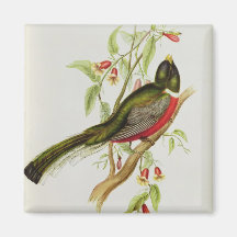 Trogon Ambiguus Kylskåps Magneter