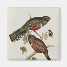 Trogon Collaris Kylskåpsnagnet