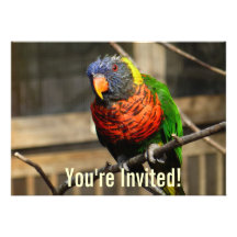 Tropisk fågelinbjudanLorikeet parakiter
