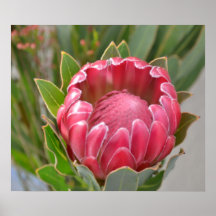 Tropisk hawaiansk blomma för rosa Protea Affischer
