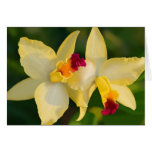 Tropisk skönhet - Orchids Hälsningskort