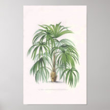 tropiska handflatan, palmträd posters