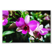 Tropiskt purpurfärgat Orchidtryck Konstfoto