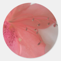 Tropiskt rosa bröllop klistermärke