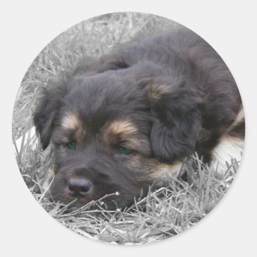 Tröttad hund, anpassade klistermärke