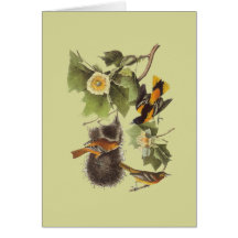 Troupial Oriole Audubon fågelkort