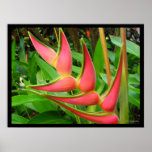 Tryck för affisch för regnbågeHeliconia blomma