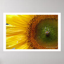 Tryck för affisch Sunflower1