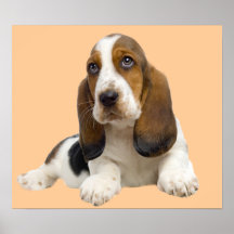 Tryck för ansikte för Bassethund sagolikt Posters